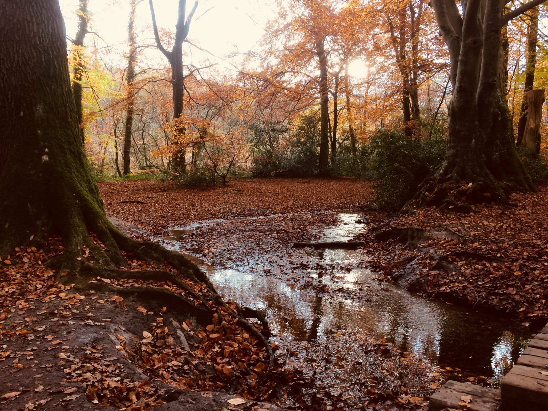 Autumn scene at Decoy Lake with colorful trees and calm water